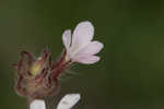 Common catchfly